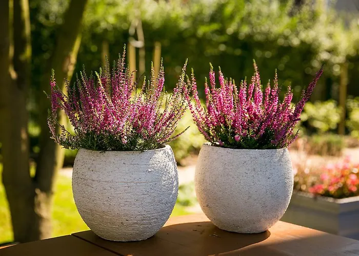 شقة بالتيكا *